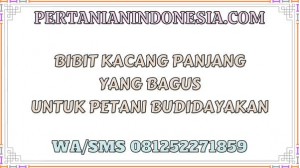 Bibit Kacang Panjang Yang Bagus Untuk Petani Budidayakan