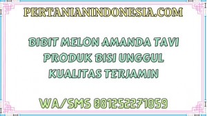 Bibit Melon Amanda Tavi Produk Bisi Unggul Kualitas Terjamin