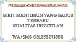 Bibit Mentimun Yang Bagus Terbaru Kualitas Unggulan 