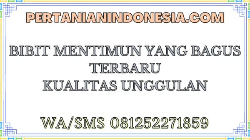 Bibit Mentimun Yang Bagus Terbaru Kualitas Unggulan 