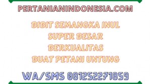 Bibit Semangka Inul Super Besar Berkualitas Buat Petani Untung