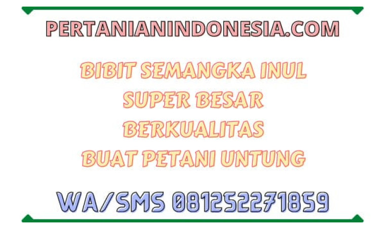 Bibit Semangka Inul Super Besar Berkualitas Buat Petani Untung