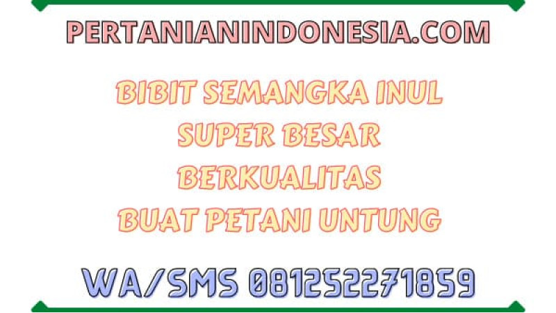 Bibit Semangka Inul Super Besar Berkualitas Buat Petani Untung