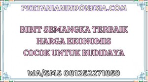 Bibit Semangka Terbaik Harga Ekonomis Cocok Untuk Budidaya