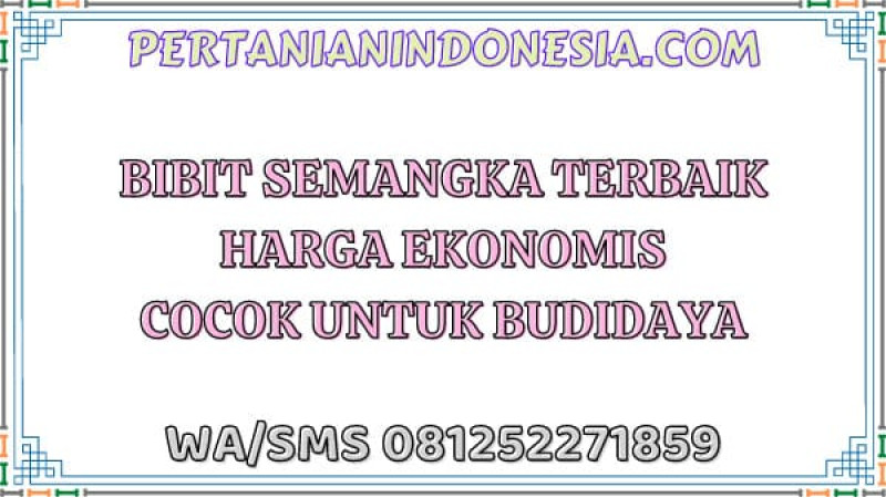 Bibit Semangka Terbaik Harga Ekonomis Cocok Untuk Budidaya
