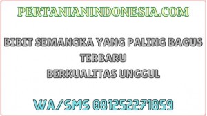 Bibit Semangka Yang Paling Bagus Terbaru Berkualitas Unggul