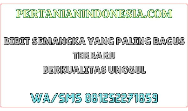 Bibit Semangka Yang Paling Bagus Terbaru Berkualitas Unggul