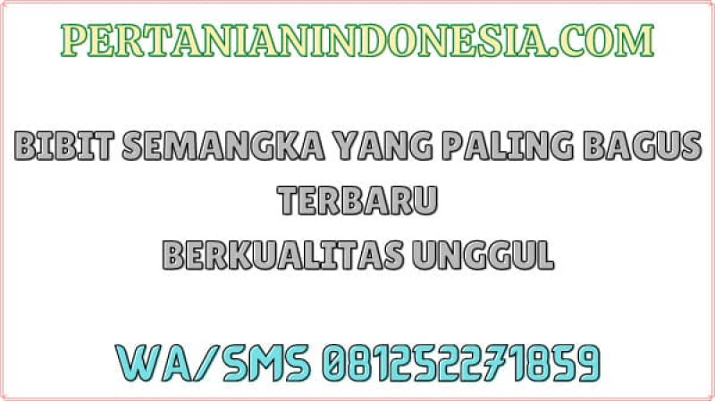 Bibit Semangka Yang Paling Bagus Terbaru Berkualitas Unggul