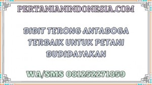 Bibit Terong Antaboga Terbaik Untuk Petani Budidayakan