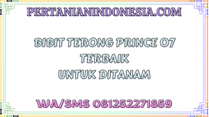 Bibit Terong Prince 07 Terbaik Untuk Ditanam