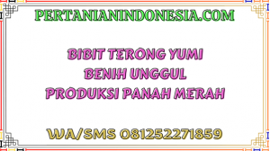 Bibit Terong Yumi Benih Unggul Produksi Panah Merah