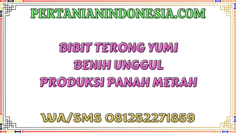 Bibit Terong Yumi Benih Unggul Produksi Panah Merah