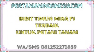 Bibit Timun Mira F1 Terbaik Untuk Petani Tanam