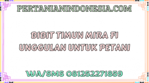 Bibit Timun Mira F1 Unggulan Untuk Petani