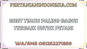 Bibit Timun Paling Bagus Terbaik Untuk Petani