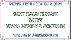 Bibit Timun Terbaik Untuk Usaha Budidaya Mentimun