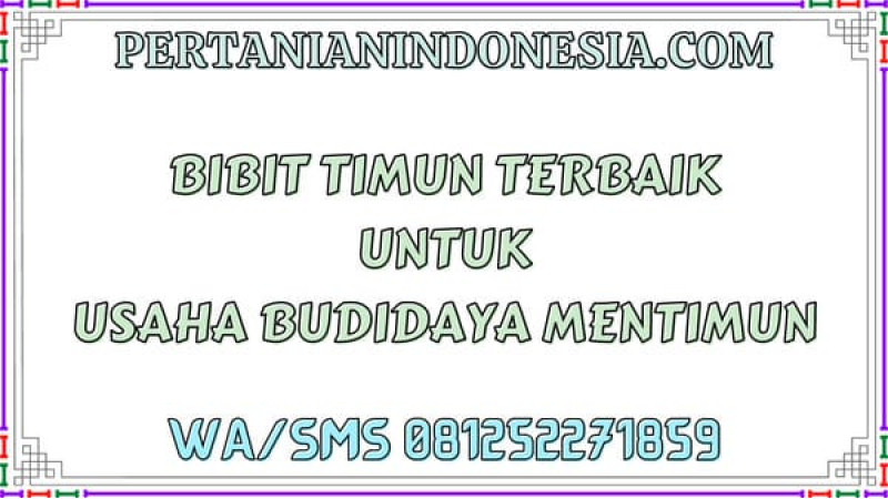 Bibit Timun Terbaik Untuk Usaha Budidaya Mentimun