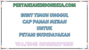 Bibit Timun Unggul Cap Panah Merah Untuk Petani Budidayakan