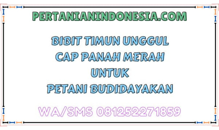 Bibit Timun Unggul Cap Panah Merah Untuk Petani Budidayakan