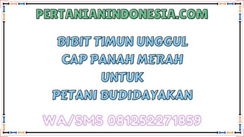 Bibit Timun Unggul Cap Panah Merah Untuk Petani Budidayakan