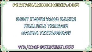 Bibit Timun Yang Bagus Kualitas Terbaik Harga Terjangkau