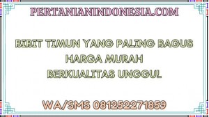 Bibit Timun Yang Paling Bagus Harga Murah Berkualitas Unggul