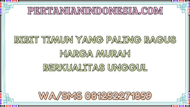 Bibit Timun Yang Paling Bagus Harga Murah Berkualitas Unggul