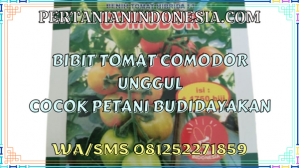Bibit Tomat Comodor Unggul Cocok Petani Budidayakan