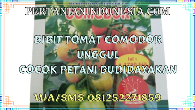 Bibit Tomat Comodor Unggul Cocok Petani Budidayakan