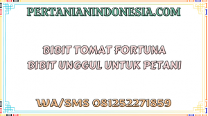 Bibit Tomat Fortuna Bibit Unggul Untuk Petani