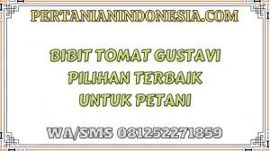 Bibit Tomat Gustavi Pilihan Terbaik Untuk Petani