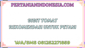 Bibit Tomat Rekomendasi Untuk Petani