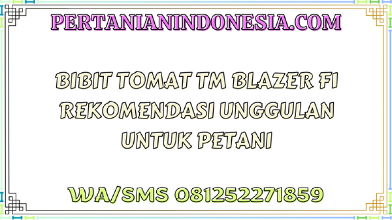 Bibit Tomat TM Blazer F1 Rekomendasi Unggulan Untuk Petani