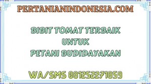 Bibit Tomat Terbaik Untuk Petani Budidayakan