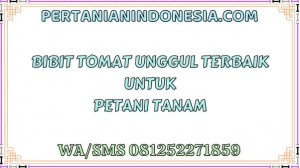 Bibit Tomat Unggul Terbaik Untuk Petani Tanam