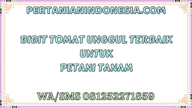 Bibit Tomat Unggul Terbaik Untuk Petani Tanam