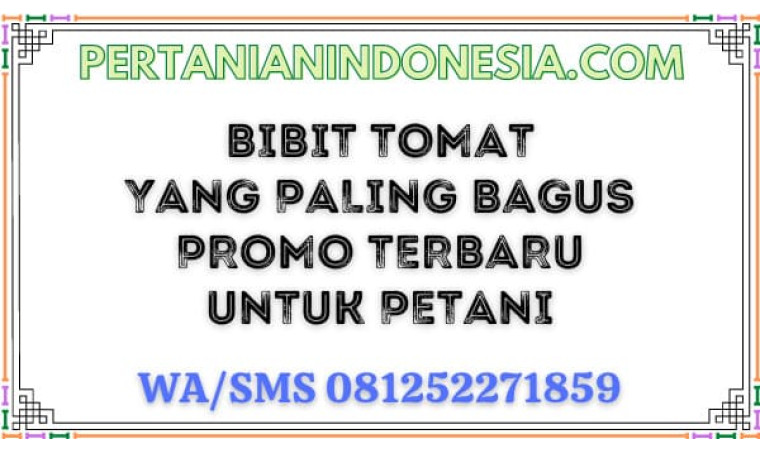 Bibit Tomat Yang Paling Bagus Promo Terbaru Untuk Petani