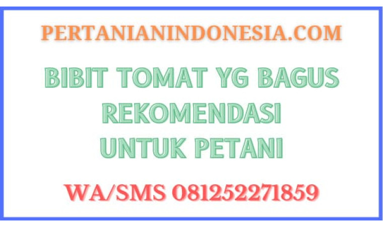 Bibit Tomat Yg Bagus Rekomendasi Untuk Petani