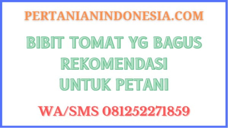 Bibit Tomat Yg Bagus Rekomendasi Untuk Petani