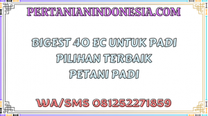 Bigest 40 EC Untuk Padi Pilihan Terbaik Petani Padi