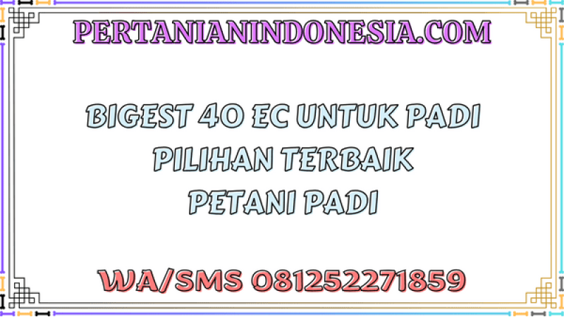Bigest 40 EC Untuk Padi Pilihan Terbaik Petani Padi