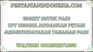Bigest Untuk Padi ZPT Unggul Mudahkan Petani Membudidayakan Tanaman Padi