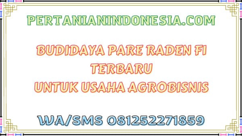 Budidaya Pare Raden F1 Terbaru Untuk Usaha Agrobisnis