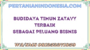 Budidaya Timun Zatavy Terbaik Sebagai Peluang Bisnis