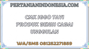 CMK Iggo Tavi Produk Benih Cabai Unggulan