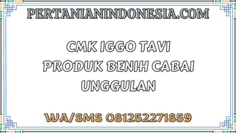 CMK Iggo Tavi Produk Benih Cabai Unggulan