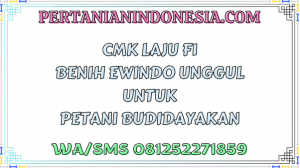 CMK Laju F1 Benih Ewindo Unggul Untuk Petani Budidayakan