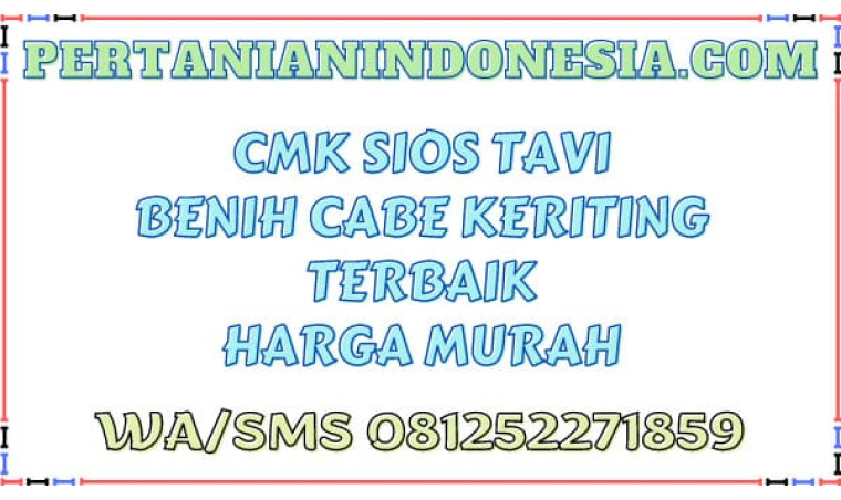 CMK Sios Tavi Benih Cabe Keriting Terbaik Harga Murah