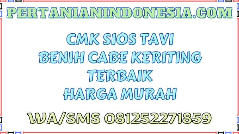 CMK Sios Tavi Benih Cabe Keriting Terbaik Harga Murah