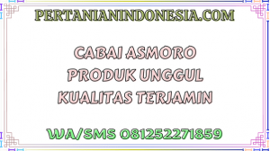 Cabai Asmoro Produk Unggul Kualitas Terjamin